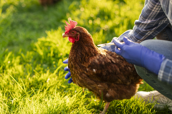 Las complejidades de la vacunación contra la gripe aviar 